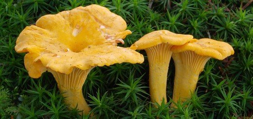 Cantharellus_cibarius Lisičarka