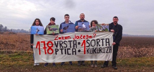 Zakon jačega na Bardači – 178 vrsta ptica v 1 sorta kukuruza