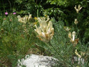 stanište biljke pepeljasti kozinac (Astragalus glaucus)