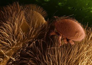 parazitska grinja Varroa