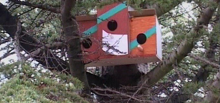 postavljena kućica za ptice u OŠ Sveti Sava