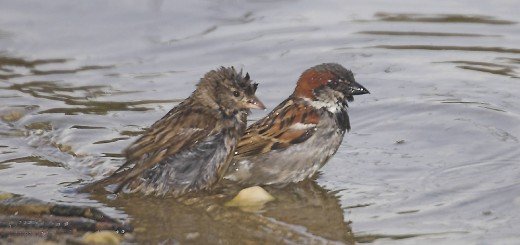 Family_That_Bathes_Together by ,Kim - Flickr