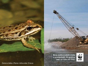 Zelena žaba (Rana ridibunda)