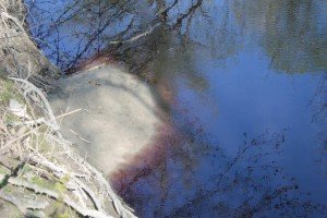 Zagađena voda koja_se_razliva po evropskom Amazonu_