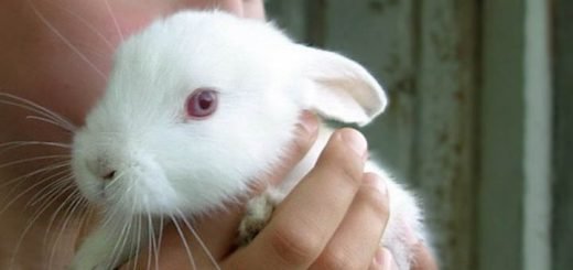 Svetski dan oglednih životinja - 24. april ustanovilo je Britansko nacionalno udruženja protiv vivisekcije 1979