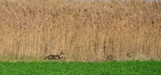 By-Snowyns-RP13-Slano_Kopovo10