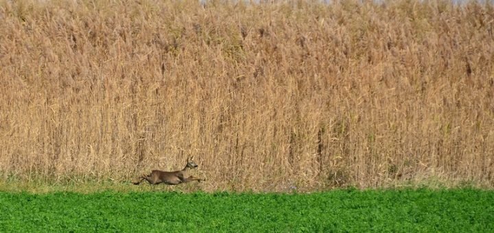 By-Snowyns-RP13-Slano_Kopovo10