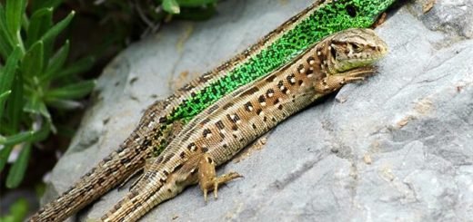 Livadski gušteri zaustavili veliki železnički projekt