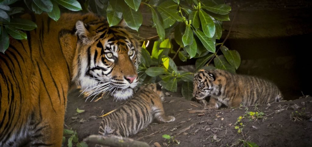 Sumatran tiger and cubs at zoo: Alex Walsh WWF sumatran tiger and cubs at zoo: Alex Walsh WWF