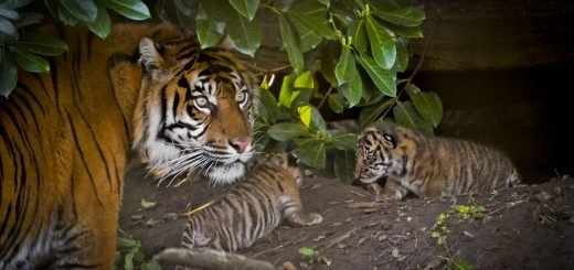 sumatran tiger and cubs at zoo - Alex Walsh wwf