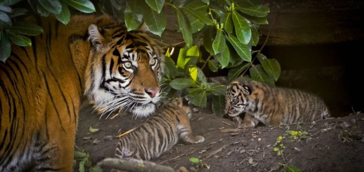 sumatran tiger and cubs at zoo - Alex Walsh wwf