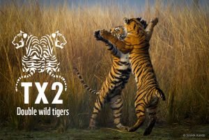 wild adolescent tigers india Souvik Kundu