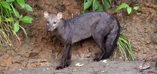 Kratkouhi pas Atelocynus-microtis Galo Zapata Rios
