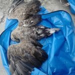 Trovanje zaštićenih vrsta