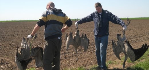 neodgovorna upotreba pesticida