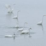 Pohvala: „Ručak u prolazu“ , autora Gordana Pomorišca iz Beograda