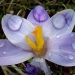 II nagrada: „Šafran“ , autora Milana Dunjića iz Lučana