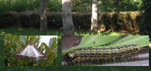 šimširov plamenac - Cydalima perspectalis