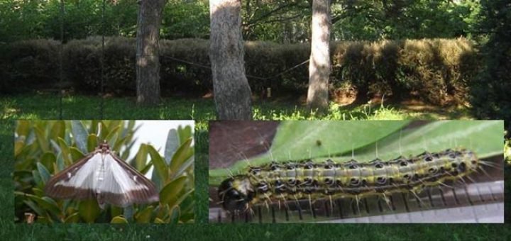 šimširov plamenac - Cydalima perspectalis