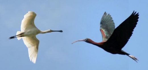 Crni Ibis i kašičar