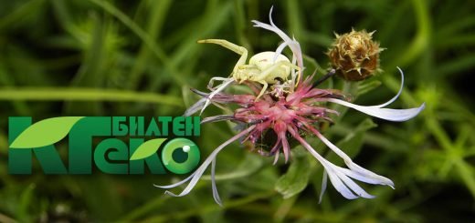 KG eko bilten za april 4_16