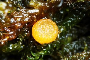 Octospora hygrohypnophilla