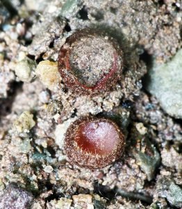 Parascutellinia violacea Parascutellinia violacea