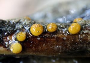 Vibrissea filisporia