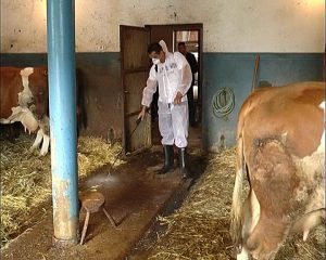 Bolest kvrgave kože je neizlečivo virusno oboljenje svih rasa goveda