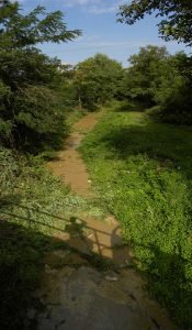 Rakovica pre čišćenja