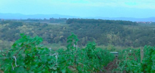 Šumadijski vinogradi