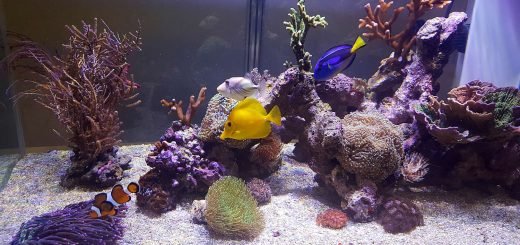 morski korali u akvarijumu