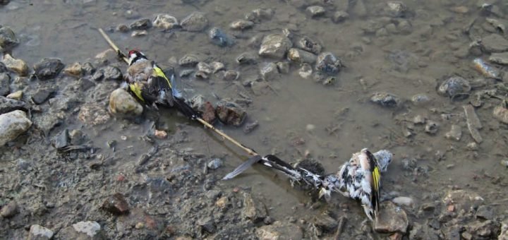 češljugare Carduelis carduelis