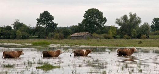 Procena ekosistemskih usluga močvarnih ekosistema