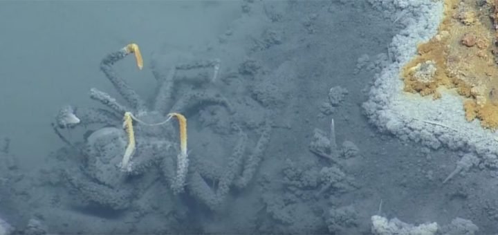 Samo bakterije,, cevasti crvi i škampi mogu da prežive