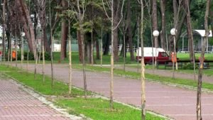 Mladice javora u alejama i drvoredima