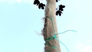 Zaštita javora zbog sušnog perioda i umanjenja fiziološke otpornosti biljaka