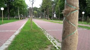 hemijsko tehnička zaštita drvorednih sadnica javora